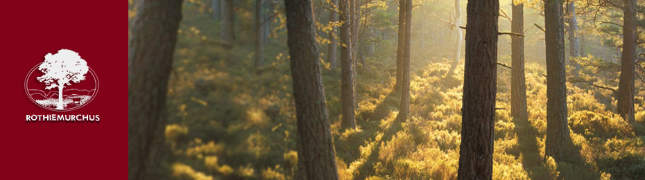 Forestry Management Plan